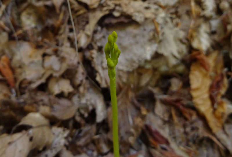 Corallorhiza trifida / Coralloriza